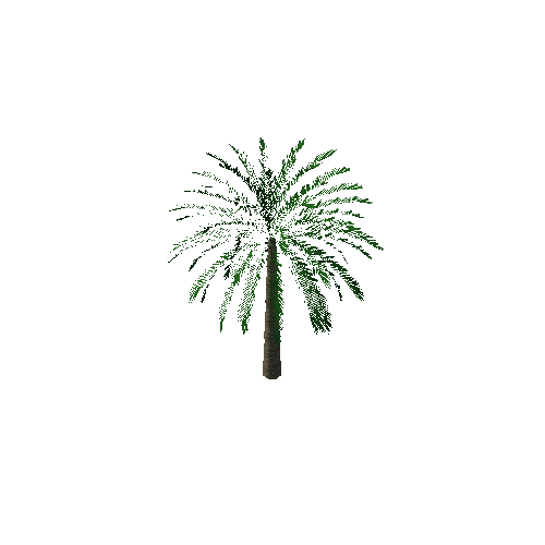 phoenix palm